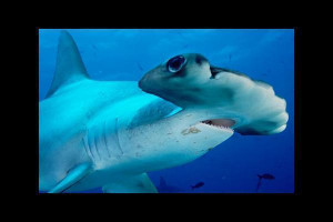 Hammerhead shark