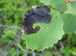 Leaf Mining Beetles...