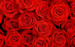 Free Red flowers hd wallpapers (6)