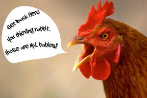 Bad Bunnies and Angry Chickens