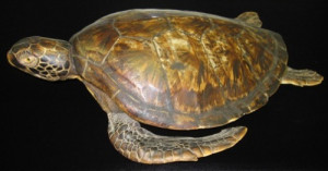 Cape Verdean Sub Committee Presents CVME With Plaque