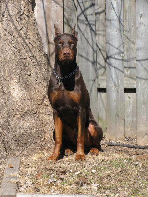 Pictures of my Doberman-picture-013.jpg