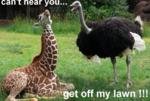 Funny image ostrich and giraffe | funny-pics.co