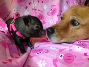 micro mini teacup pigs for sale