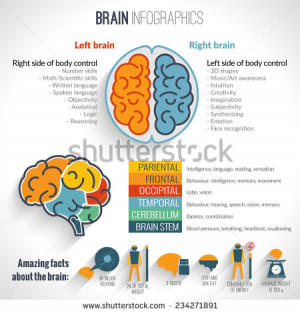 Brain structure left analytical and right creative hemispheres ...