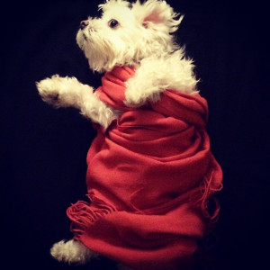 Transcendental Meditation Quotes Download a guided meditation.