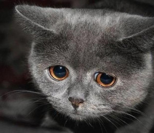 sad-cat-sad-funny-animals-kitty-kot-animals_large.jpg