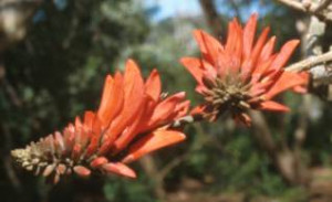 ... (Coral tree, or lucky bean tree, for the red bean shaped seeds