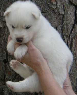 All White Siberian Husky Puppies