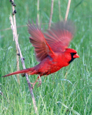 Northern Cardinal in flight