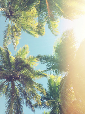 beach, california, palm, palm tree, palm trees, palms, summer
