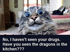 ... the dragons in the kitchen??? Funny cat picture. Big eyes. Humor. More