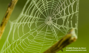 Spider Web, Weathersfield, VT
