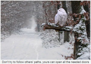 Owl in Winter [snowy picture and wise words]