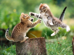 Friendship Quotes Very Funny Beautiful Cat Wallpaper with 1600x1200 ...