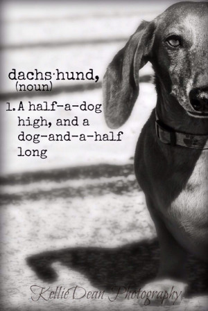 ... not the white girl version) obsessed with dachshunds. THEY'RE S'CUTE