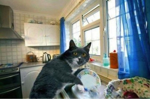 CAT SLAVE: Housework Kitty does your chores (Pic)