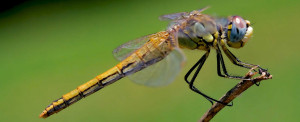 Insects > Dragonflies > Meet the Dragonfly
