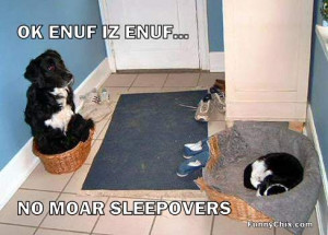 best new funny pictures dogs at a sleepover
