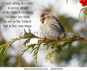 Inspirational quote on life with a pretty redpoll bird perched on a ...