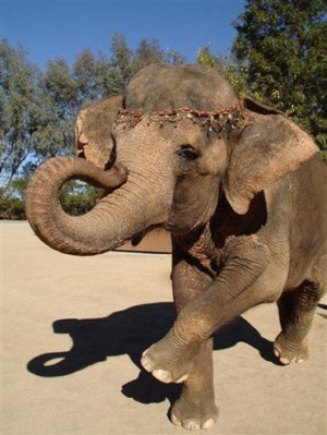elephant beauty.
