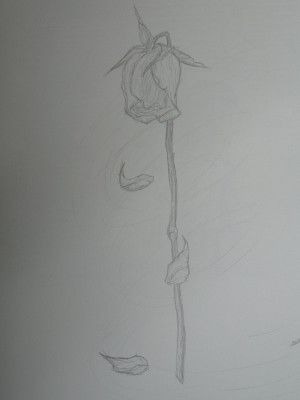 dead rose drawing