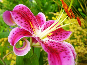 lily flower quotes lily flower quotes was posted in september 7 2014 ...