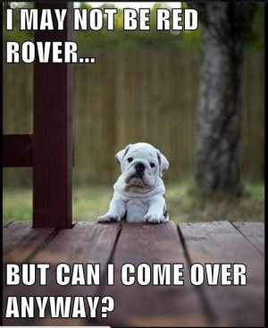 ... Rover... cute animals quote dog puppy bulldog cute animals dog quote