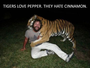 The Hangover - Funny Movie Quotes