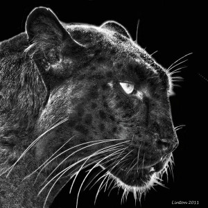 Black Leopard Digital Art...