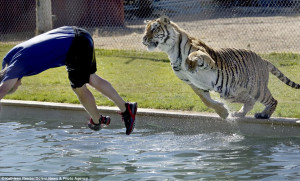 No bombing! Playful Bengal and Siberian tigers leap into swimming pool ...