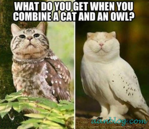 Funny Cat-Owl-Evolution