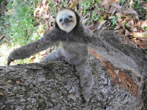 sloths a cute a day