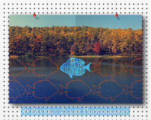 go against the flow fish