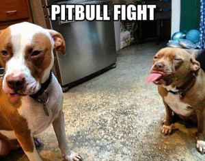 American Pit Bull Terrier Temperament • BunkBlog