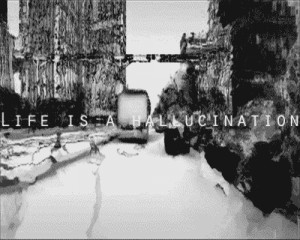 ... acid new york new york city textual mushrooms life is a hallucination