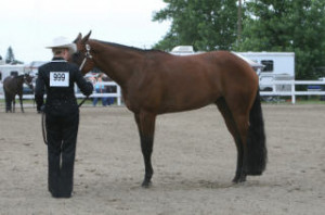 Showmanship: What do I need to know for my first show? Update 2nd ...
