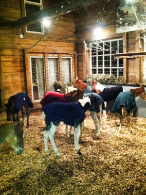 Related to Horse Health And Medical Think Like A Horse Rick Gore