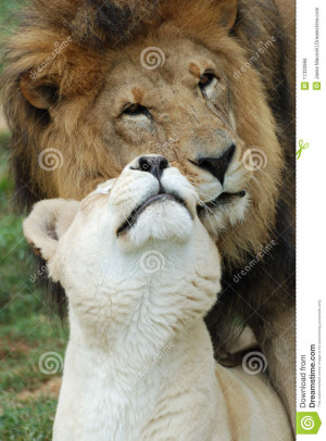Royalty Free Stock Image: Lions in Love