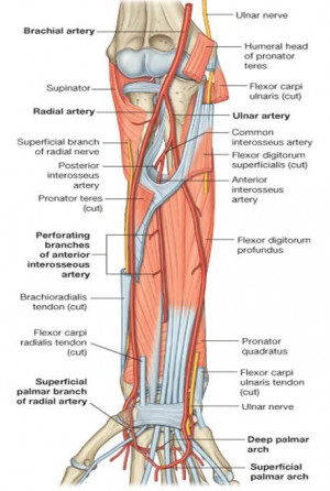 Search Results for: Radial Artery Anatomy