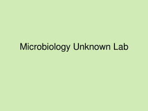 Microbiology Dichotomous Key Template