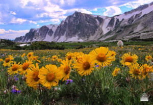 We are Human Embodiments of the Alpine Sunflower