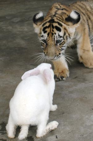 Rabbit, I love you so much,” said Tiger. “I want to eat you up ...