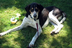 Wonderful coon dogs and so smart. (Treeing Walker Coon Hound) Hunting ...