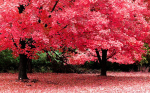 Autumn Fantasy High Resolution Widescreen Nature HD Wallpaper