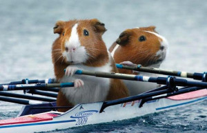 BLOG - Funny Rowing Quotes