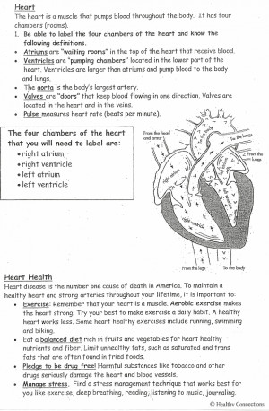 Circulatory System Worksheets 5th Grade