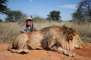 large male lion hunted in the Kalahari region.