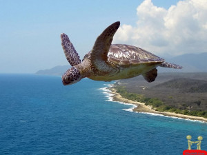 Turtle Flying In The Air Funny Wallpaper