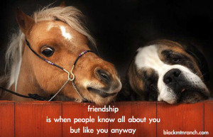 Showing Gallery For Horse Quotes About Friendship